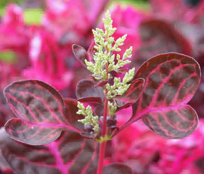 Blood leaf